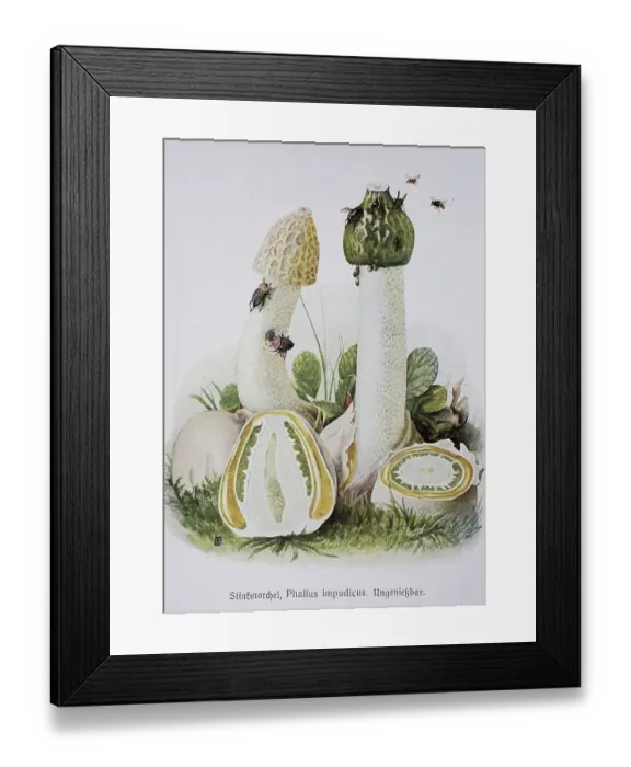 Framed Print : Mushroom, common stinkhorn (Phallus impudicus)