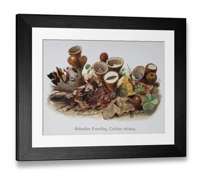Framed Print : Mushroom, Stiffened fluted bird's nest (Cyathus striatus) Framed Print : Mushroom, Stiffened fluted bird's nest (Cyathus striatus)