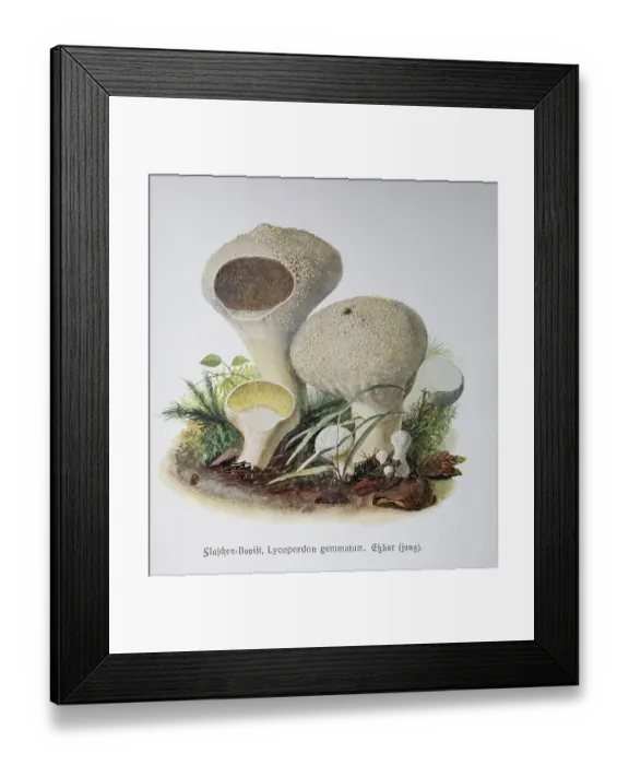 Framed Print : Mushroom, bottle bovist, Lycoperdon gemmatum Framed Print : Mushroom, bottle bovist, Lycoperdon gemmatum