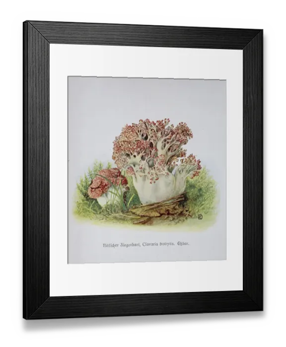 Framed Print : Mushroom, reddish goat's beard