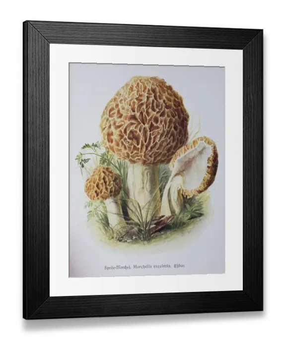 Framed Print : Mushroom, food Morel (Morchella esculenta)