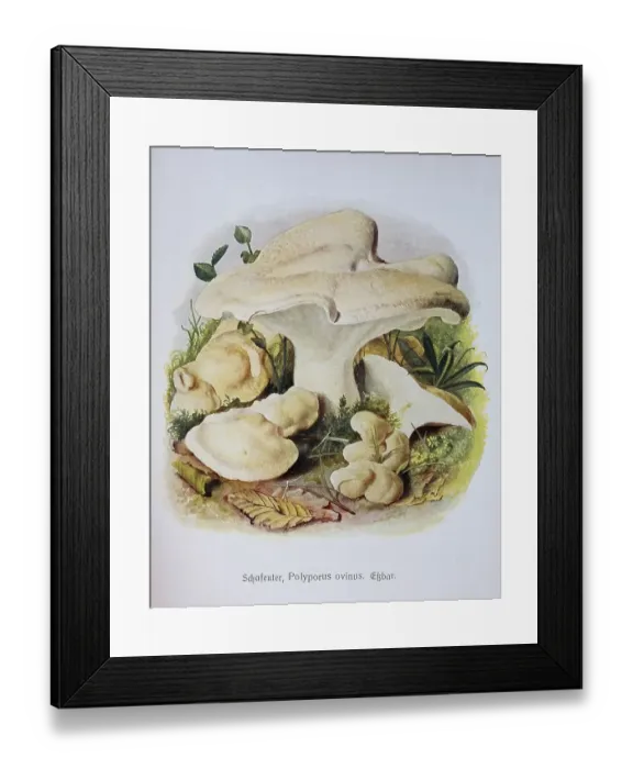 Framed Print : Mushroom, albatrellus ovinus (Scutiger ovinus)