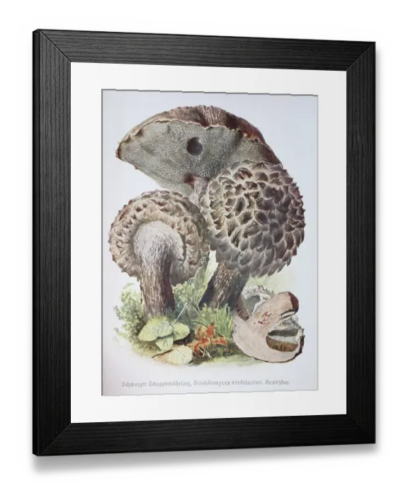 Framed Print : Mushroom, Black scale boletus (Strobilomyces strobilaceus)