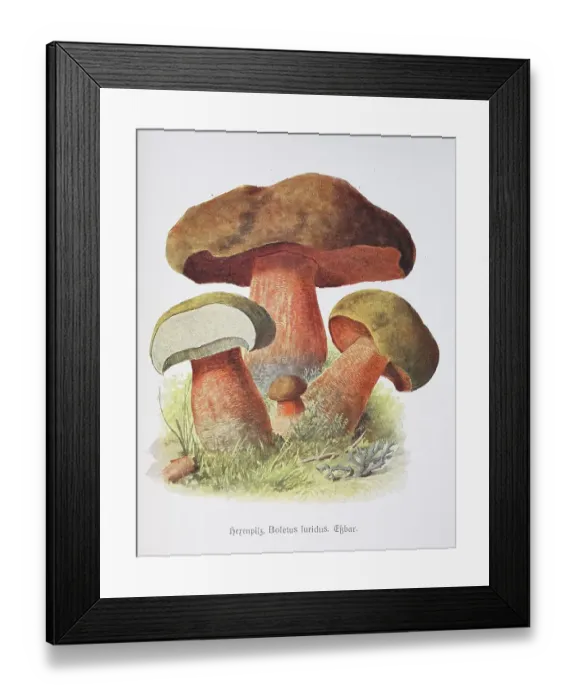 Framed Print : Mushroom, lurid bolete (Boletus luridus)