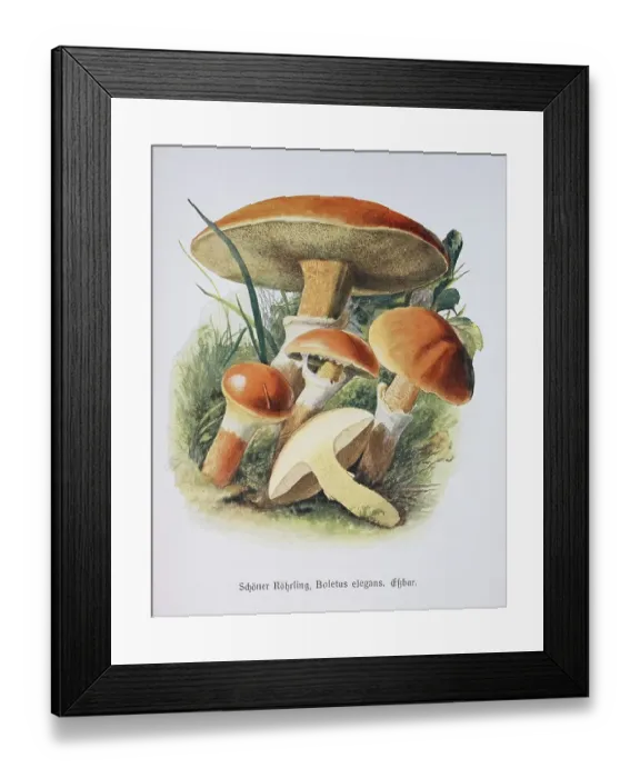Framed Print : Mushroom, Schoener Roehrling, Boletus elegans Framed Print : Mushroom, Schoener Roehrling, Boletus elegans