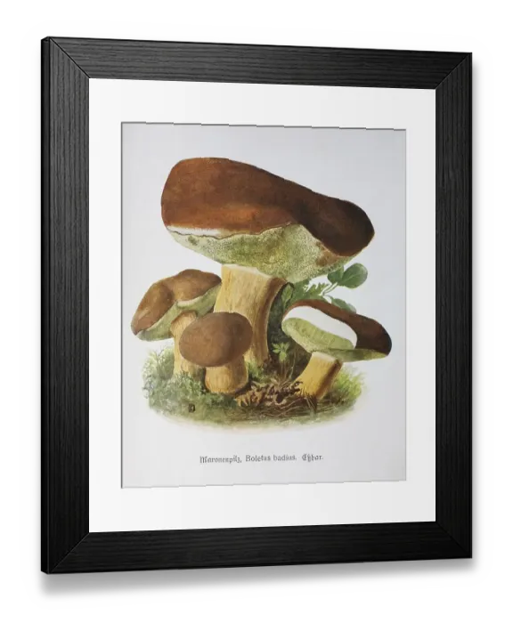 Framed Print : Mushroom, Maronenpilz, Maronen-Roehrling Framed Print : Mushroom, Maronenpilz, Maronen-Roehrling
