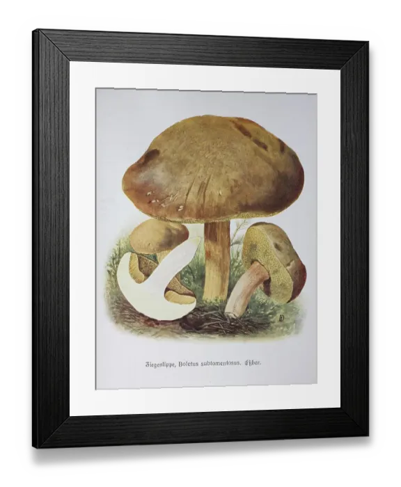 Framed Print : Mushroom, suede bolete (Xerocomus subtomentosus) or the Filzige Roehrling syn