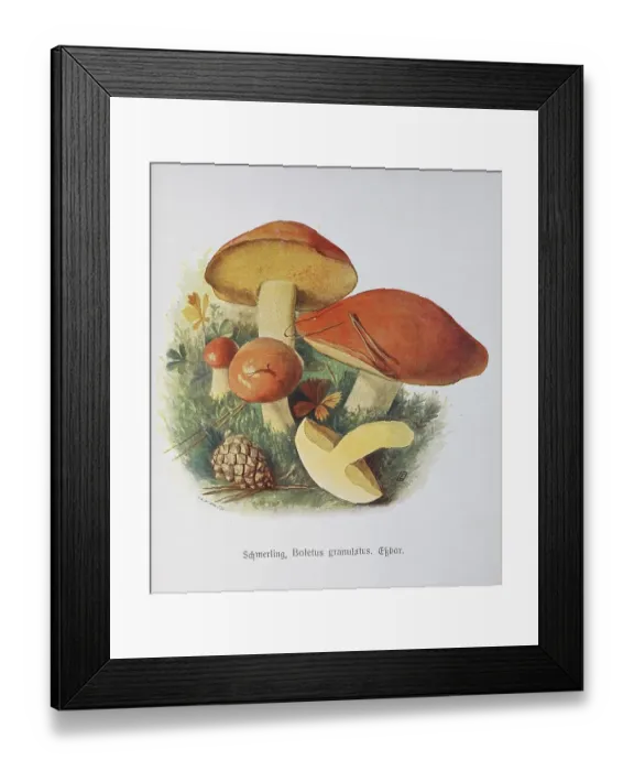 Framed Print : Mushroom, granular boletus, Boletus granulatus syn
