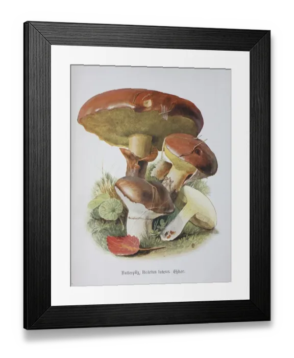Framed Print : Mushroom, slippery jack (Suillus luteus) Framed Print : Mushroom, slippery jack (Suillus luteus)