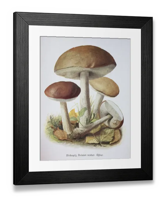 Framed Print : Mushroom, birch bolete (Leccinum scabrum)