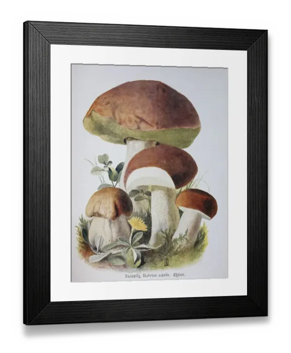 Framed Print : Mushroom, king bolete (Boletus edulis) Framed Print : Mushroom, king bolete (Boletus edulis)