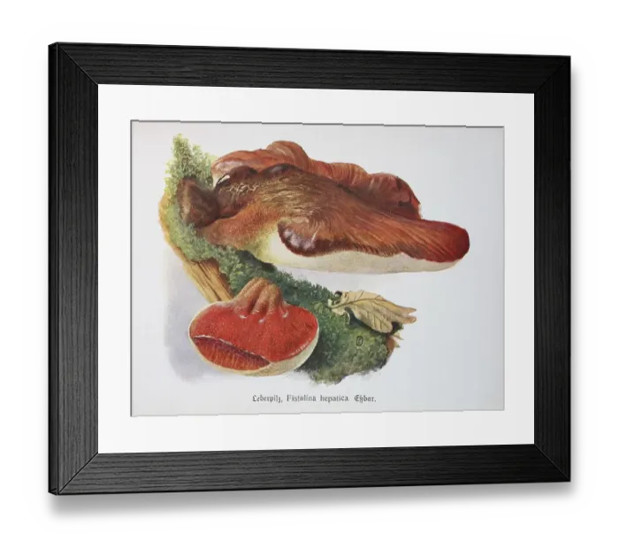 Framed Print : Mushroom, Oak beefsteak fungus (Fistulina hepatica)