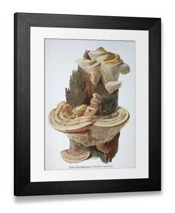 Framed Print : Mushroom, oak whirligig or oak mead