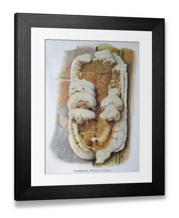Framed Print : Fungus, dry rot, Merulius lacrimans