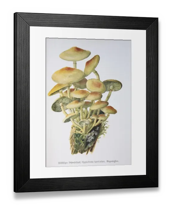 Framed Print : Mushroom, Tufted sulphur tuft (Hypholoma fasciculare) Framed Print : Mushroom, Tufted sulphur tuft (Hypholoma fasciculare)