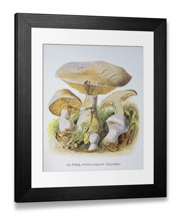 Framed Print : Mushroom, Purple Dickfoot, Inoloma traganum
