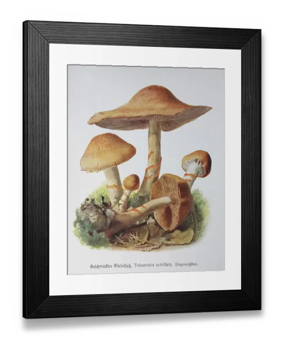 Framed Print : Mushroom, Decorated girdle foot