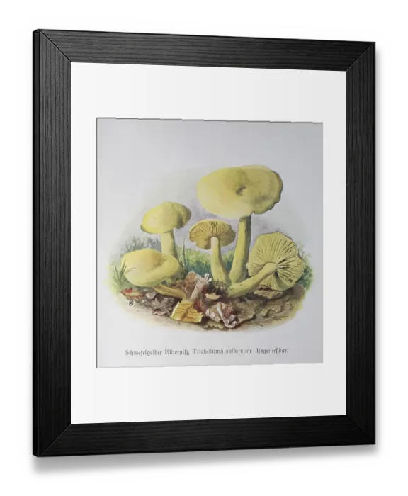Framed Print : Mushroom, Sulphur yellow knight mushroom