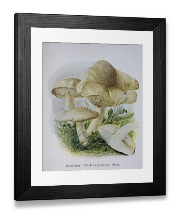 Framed Print : Fungus, hoof mycelium, tricholoma gambosum