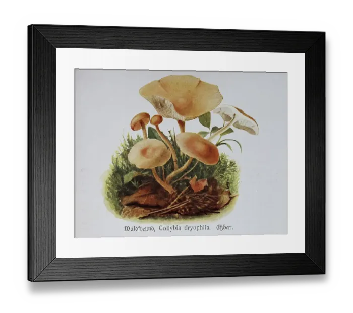 Framed Print : Mushroom, Forest Friend, gymnopus dryophilus (Collybia dryophila)