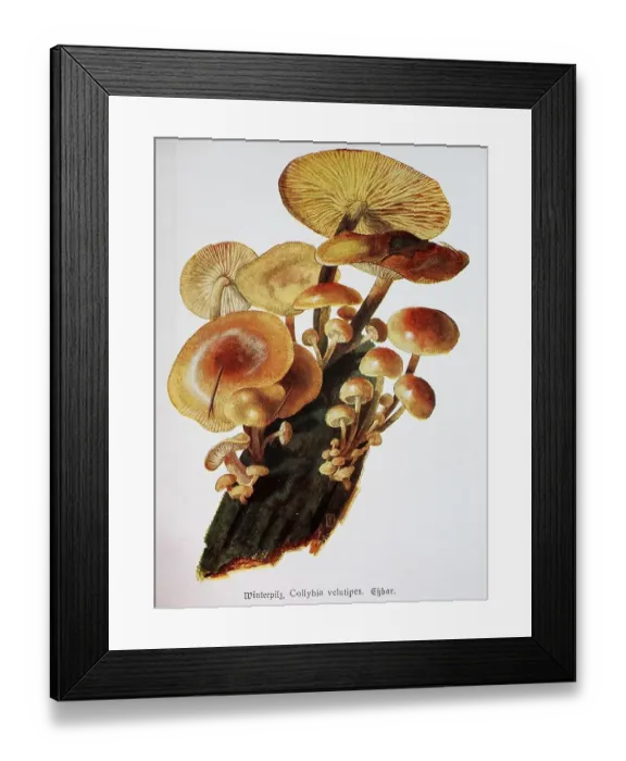Framed Print : Mushroom, winter mushroom (Flammulina velutipes)