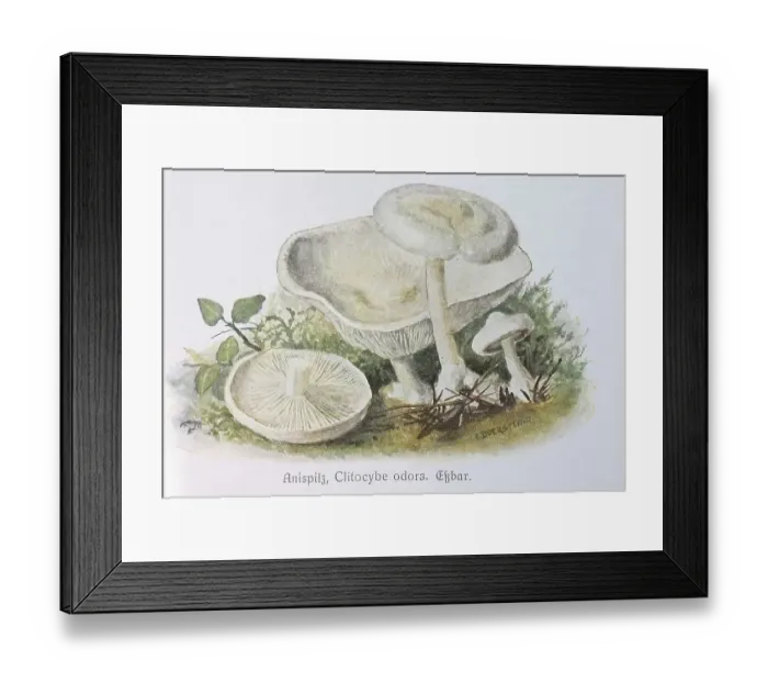 Framed Print : Mushroom, Anise mushroom, aniseed toadstool (Clitocybe odora)