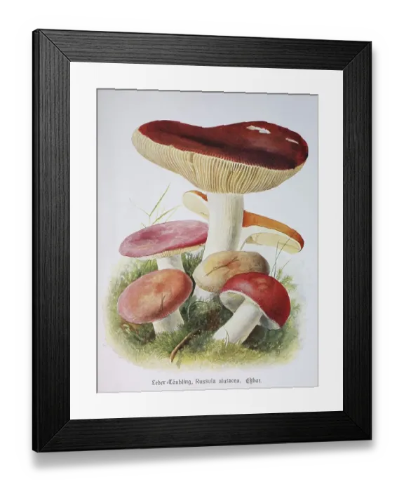 Framed Print : Mushroom, Glossy or wine-brown leathery russula Framed Print : Mushroom, Glossy or wine-brown leathery russula