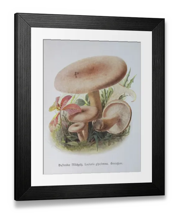 Framed Print : Mushroom, Fragrant milk mushroom Framed Print : Mushroom, Fragrant milk mushroom