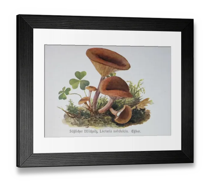 Framed Print : Mushroom, Sweet Beech Milkling (Lactarius) or Sweet Milkling