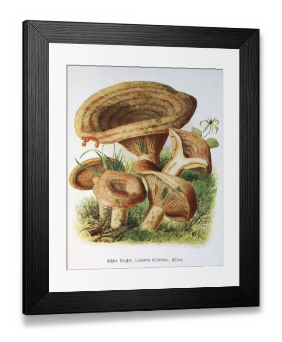 Framed Print : Mushroom, Noble milk-cap (Lactarius) deliciosus or Lactaria deliciosa