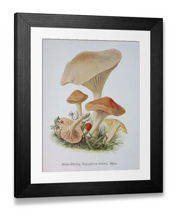 Framed Print : Mushroom, meadow celery, orange meadow celery or orange celery Framed Print : Mushroom, meadow celery, orange meadow celery or orange celery