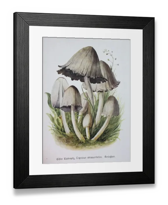 Framed Print : Mushroom, True Ink Mushroom, Common Wrinkled Tintling Framed Print : Mushroom, True Ink Mushroom, Common Wrinkled Tintling