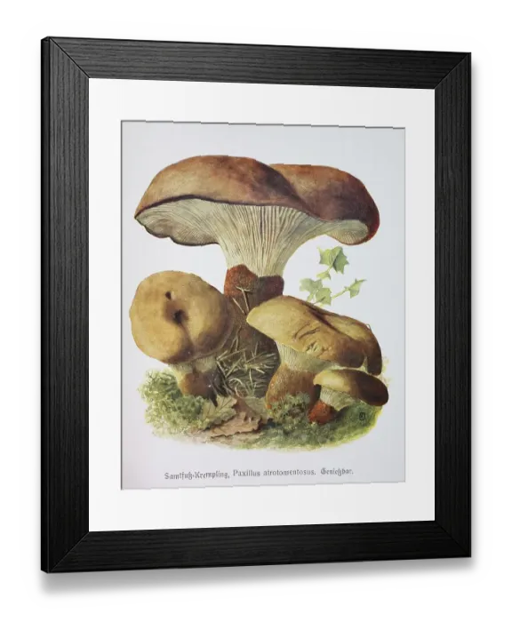 Framed Print : Mushroom, Samtfuss-Holzkrempling (Tapinella atrotomentosa) or short Samtfusskrempling