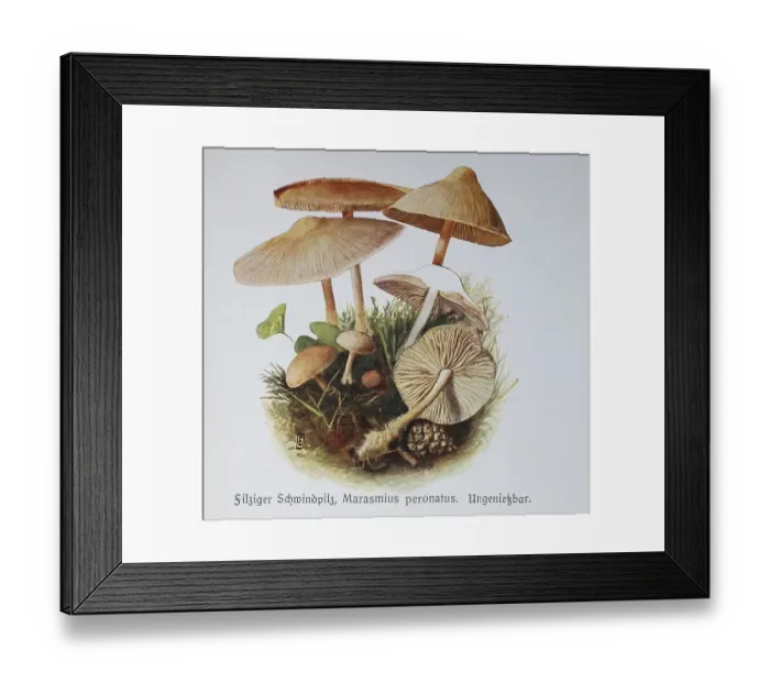 Framed Print : Fungus, Felty fungus, Marasmius peronatus