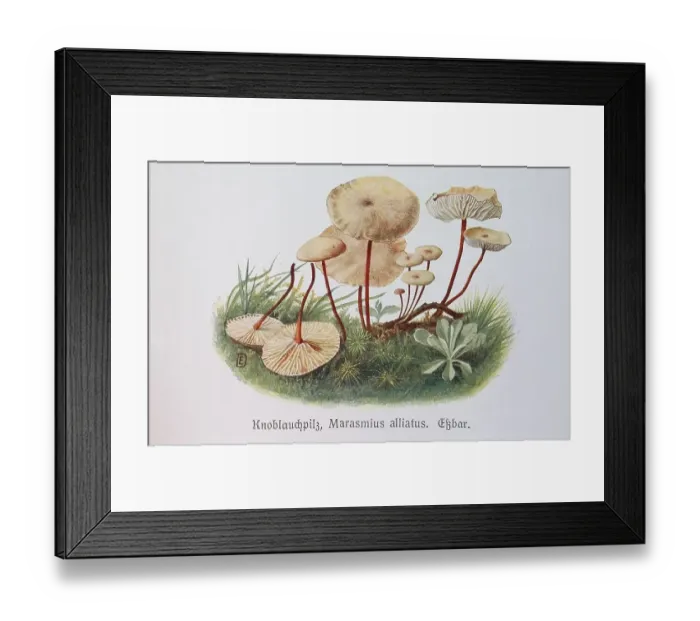 Framed Print : Mushroom, garlic mushroom