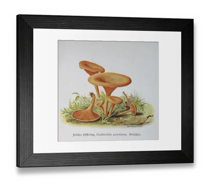Framed Print : Mushroom, False chanterelle (Hygrophoropsis aurantiaca)