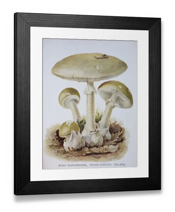 Framed Print : Mushroom, Green Tuberous-leaved Mushroom or Green Poison-Wulstling