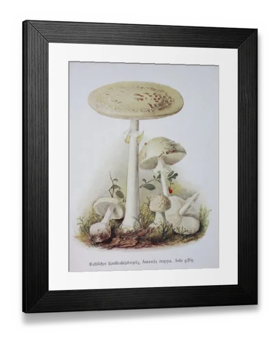 Framed Print : Mushroom, Yellow Tuberous Leaf Mushroom Framed Print : Mushroom, Yellow Tuberous Leaf Mushroom