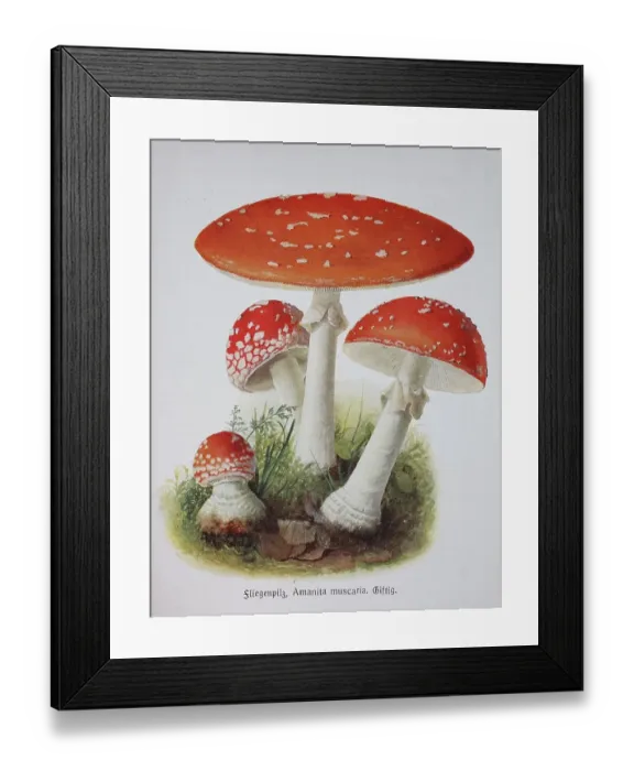 Framed Print : Fly Agaric (Amanita muscaria), Fly agaric Framed Print : Fly Agaric (Amanita muscaria), Fly agaric