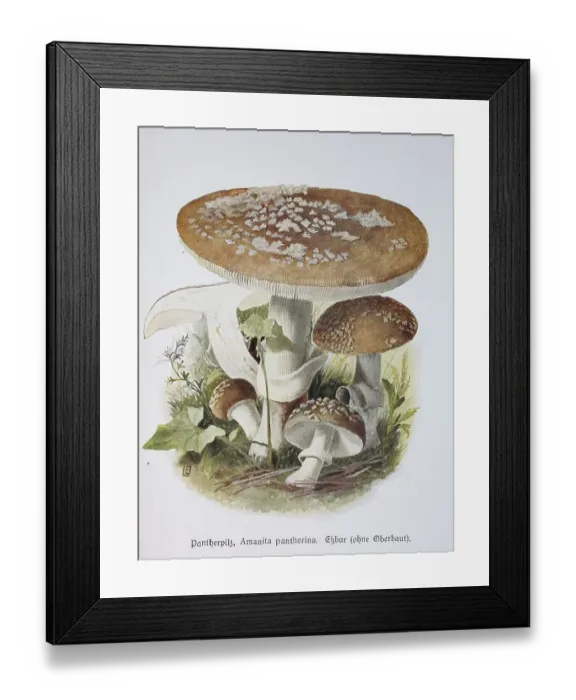 Framed Print : Mushroom, panther cap (Amanita pantherina)