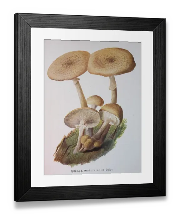 Framed Print : Mushroom, honey fungus (Armillaria mellea)