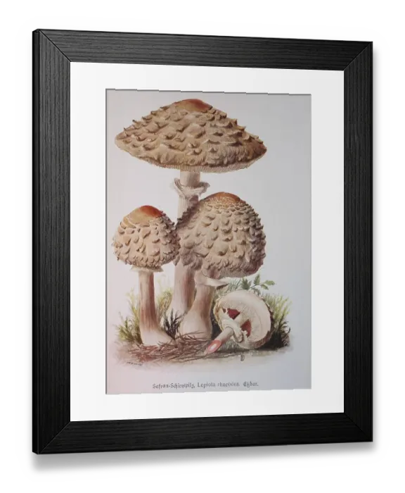 Framed Print : Mushroom, Saffron umbrella mushroom Framed Print : Mushroom, Saffron umbrella mushroom