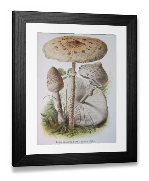 Framed Print : Mushroom, Large Umbrella Fungus