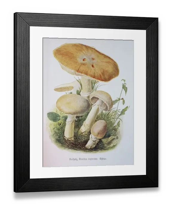 Framed Print : Mushroom, hoop mushroom, gypsy or huehnerkoppe