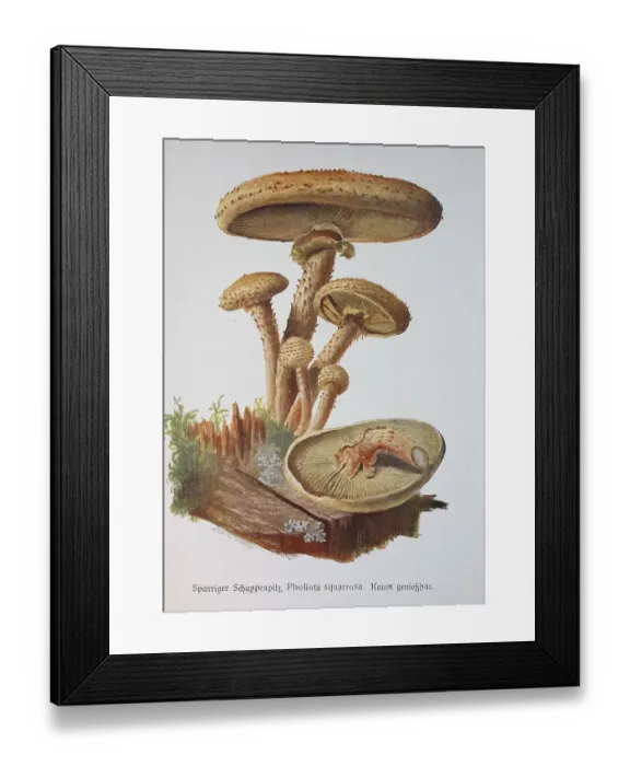 Framed Print : Mushroom, Sparriger Schuppenpilz