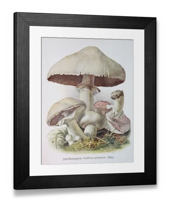 Framed Print : Mushroom, field or field mushroom