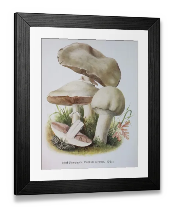 Framed Print : Mushroom, sheep mushroom, Psalliota arvensis or also white anise mushroom