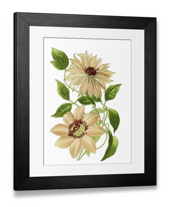 Framed Print : Clematis var aureliana, var Sophia Framed Print : Clematis var aureliana, var Sophia
