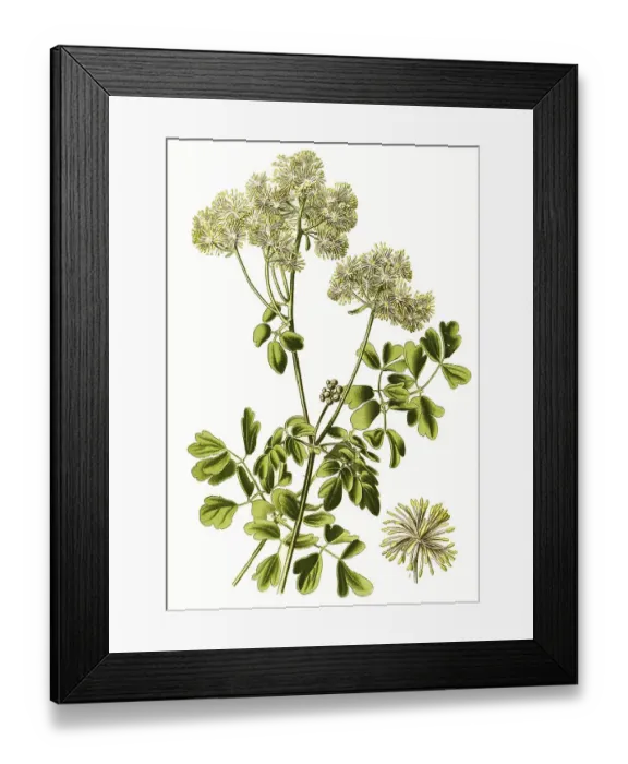 Framed Print : Greater meadow-rue (Thalictrum aquilegiifolium)