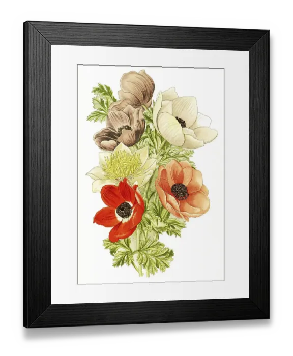 Framed Print : Poppy anemone (Anemone coronaria) Framed Print : Poppy anemone (Anemone coronaria)